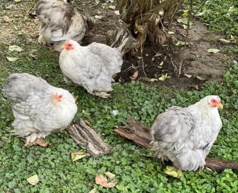 Zwergcochin-Bobtail