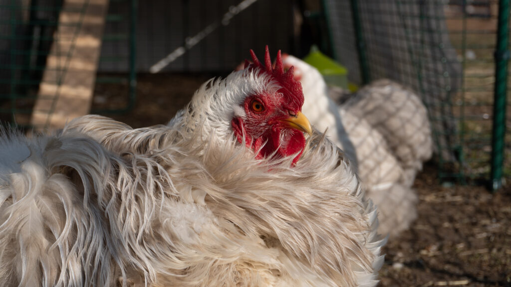 zwerg-cochin-bobtail-hahn