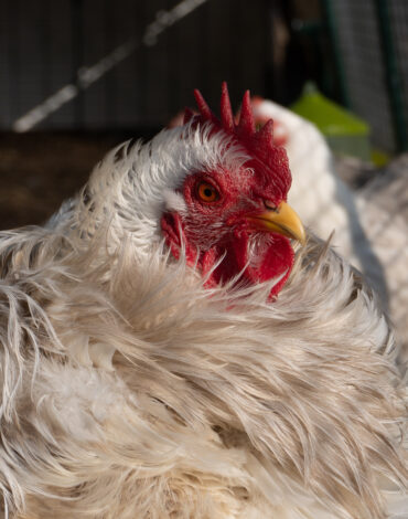 zwerg-cochin-bobtail-hahn