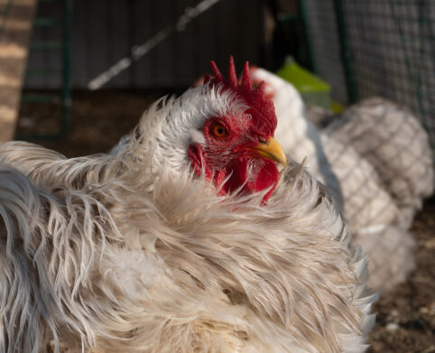 zwerg-cochin-bobtail-hahn