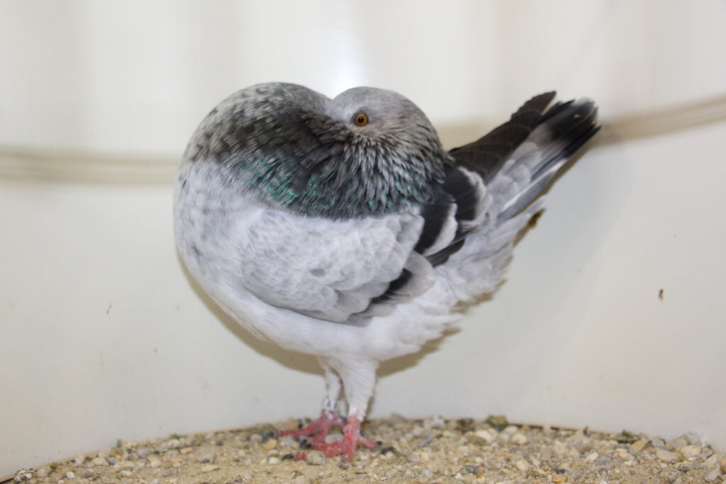 Amstedamerkröpfer_blau