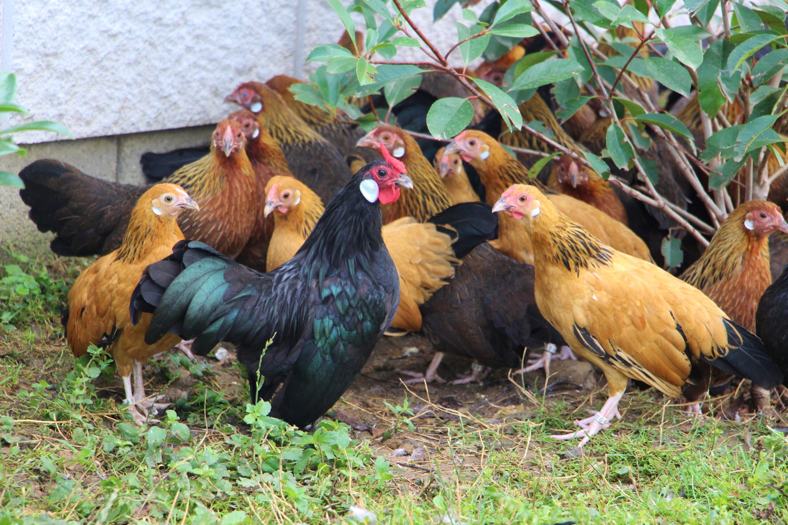 Geflügel-Titelbild-kleintierzuchverein-oberwart
