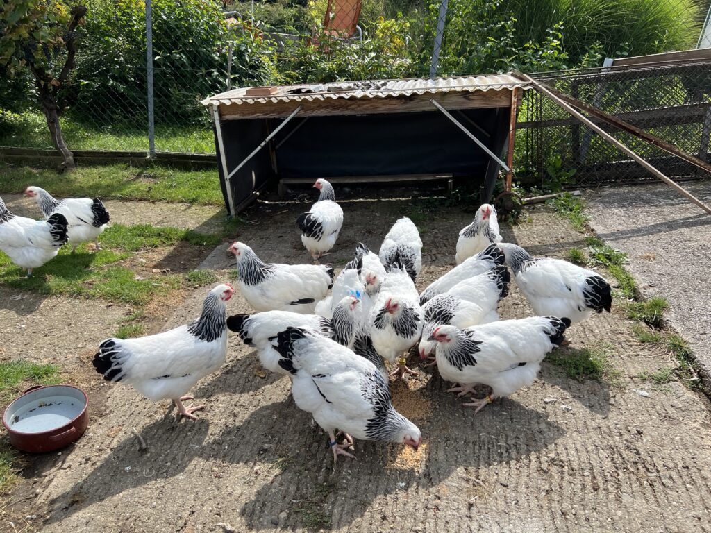 Huhn-Sussex