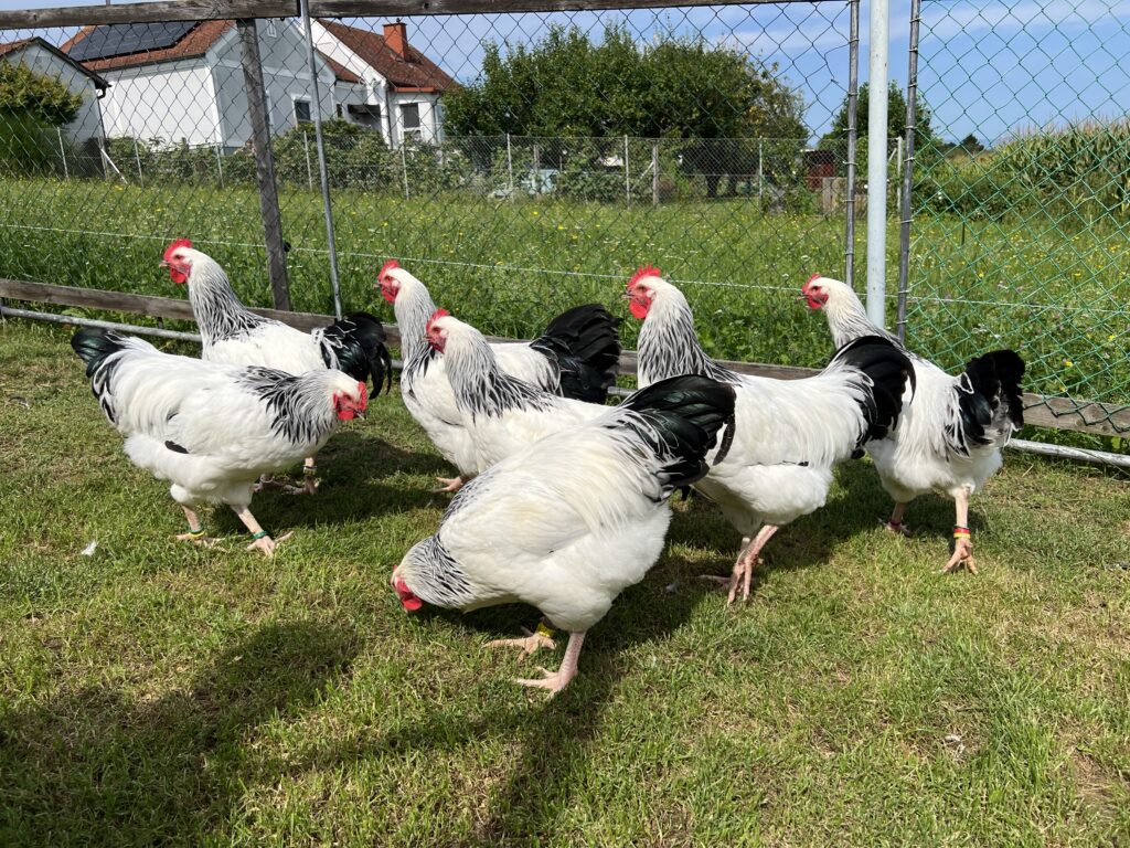 Hähne Sussex