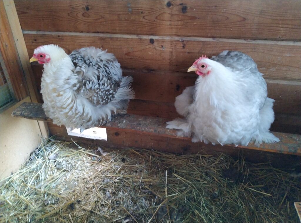 zwergcochin-bobtail