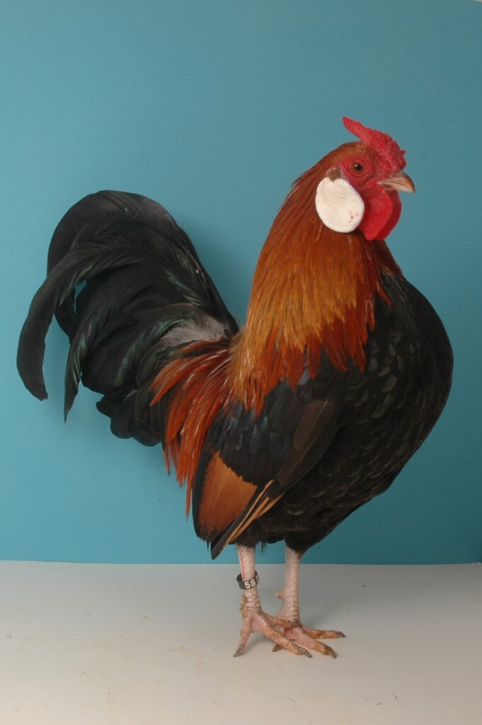 Bantam-Hahn