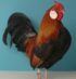 Bantam-Hahn