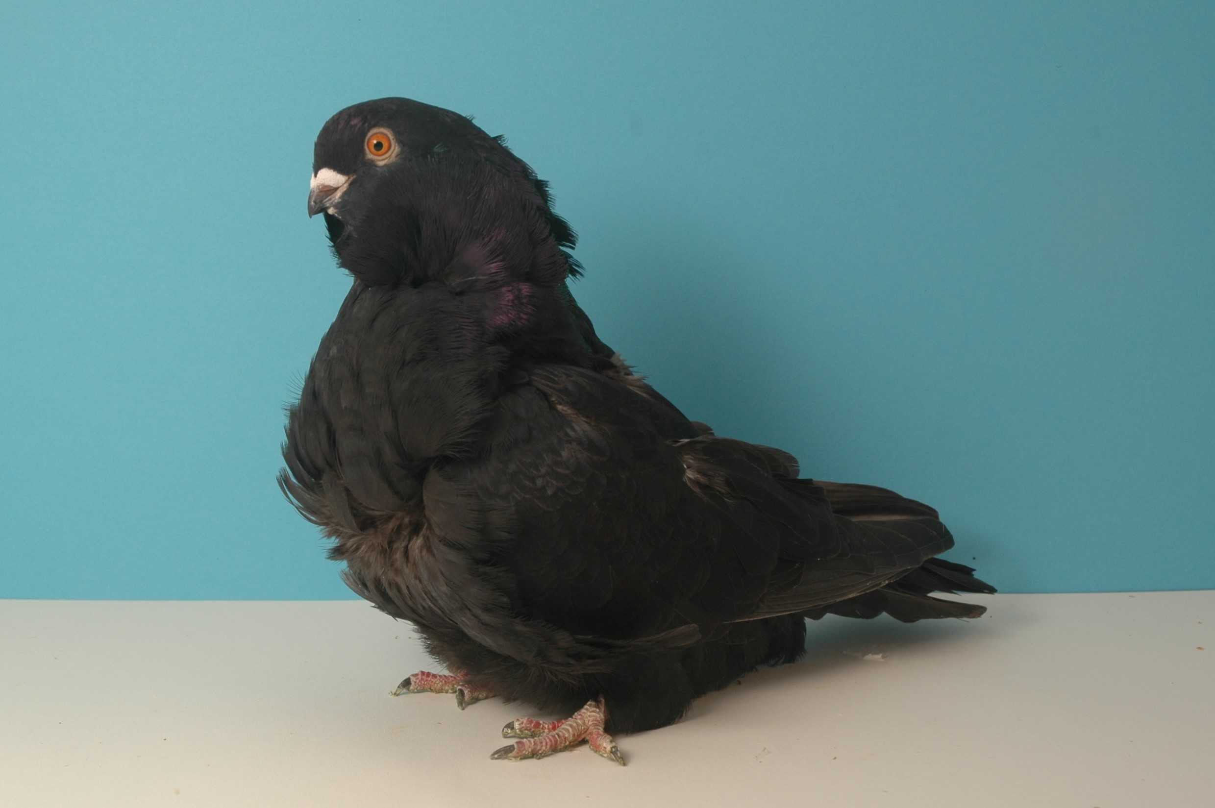 Chinesentaube