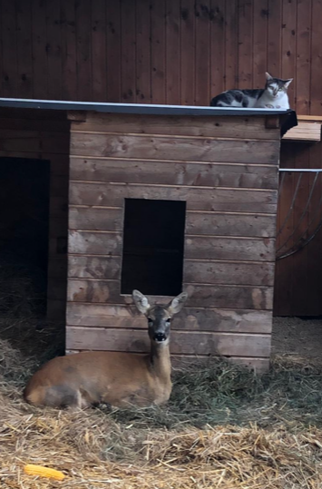 reh-und-katze