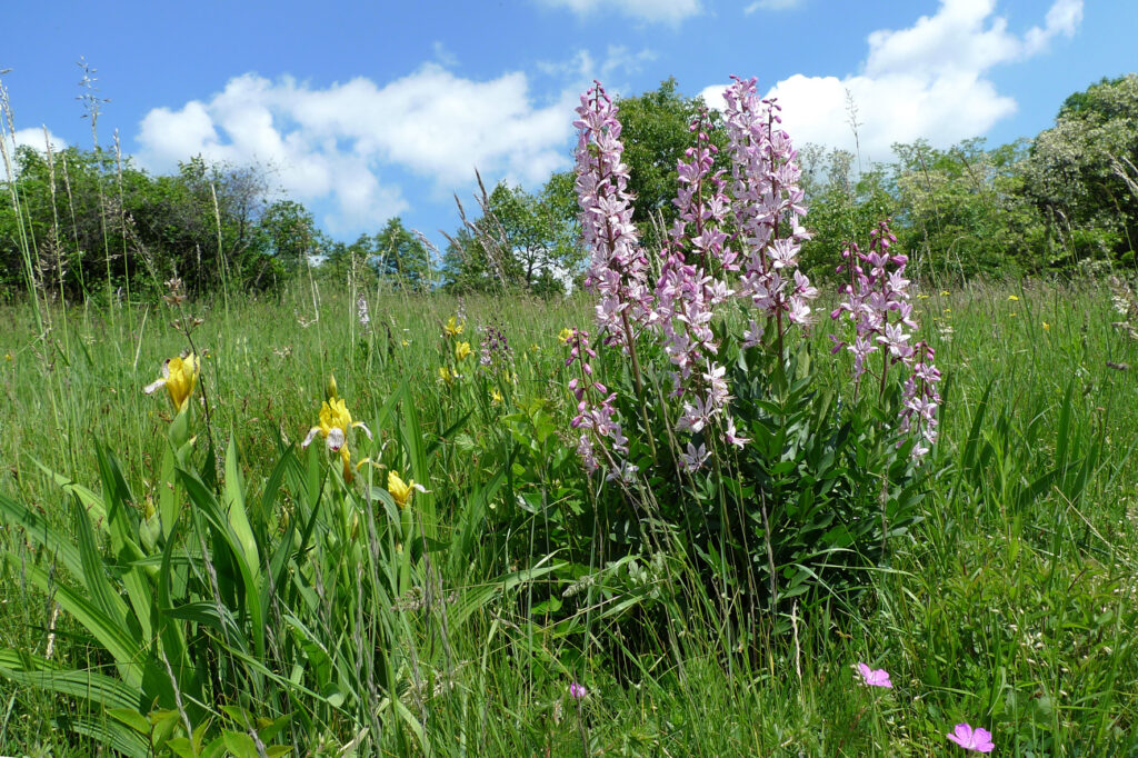 schöne-blumen