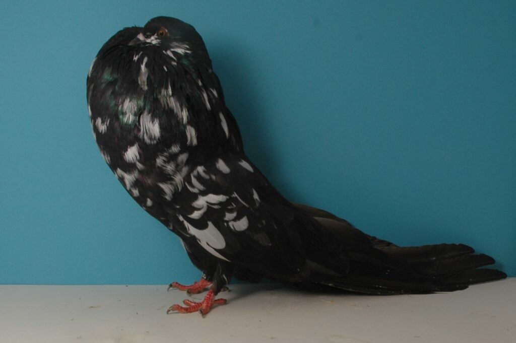Altdeutscher-Kröpfer-Schwarz